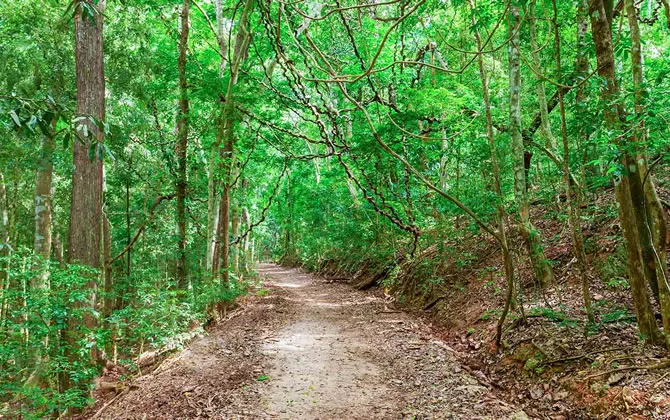 Udawatta Kele Forest