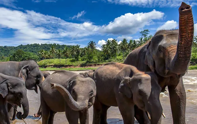 Pinnawala Elephant Orphanage